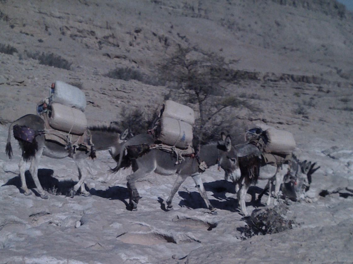 shawawiya donkey caravan Amq Ar Rabakh, Oman